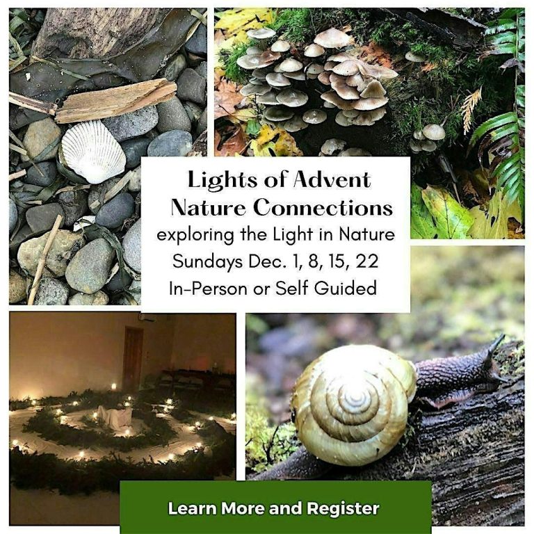 Lights of Advent Nature Connections